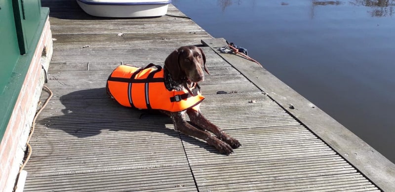 Hond-Fleur-draagt-meestal-haar-zwemvest-op-en-rond-het-water